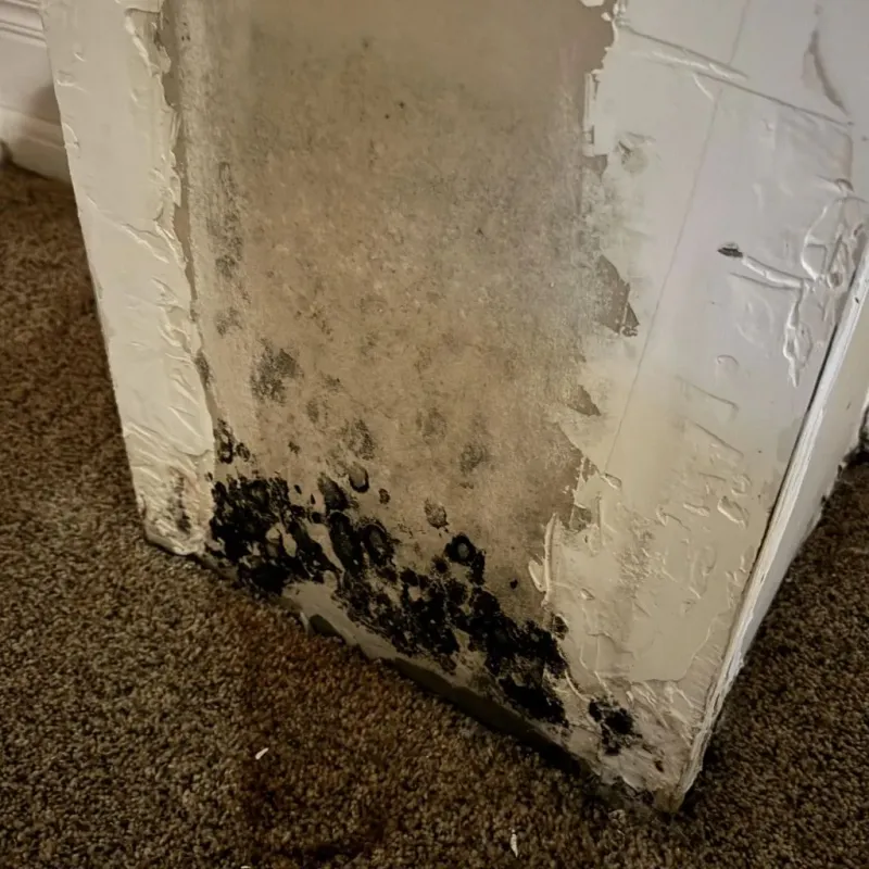 Professional Mold Removal in Newport, SC